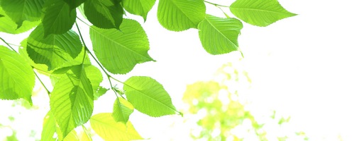 �؂̉�[��Bridal ��l�����̔��T�C�g��